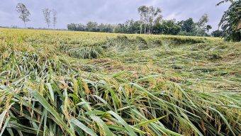 ‘দানা’র প্রভাবে নুয়ে পড়েছে পাকা ধান, দুশ্চিন্তায় কৃষকরা